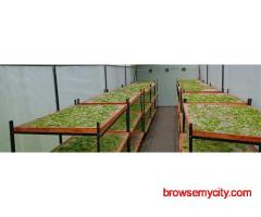 Raheja Solar Dryer Manufacturer for Drying Fruits & Vegetables