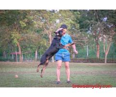 Dog Training In Jaipur