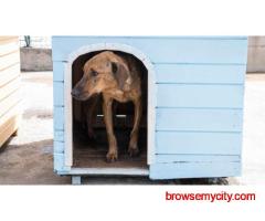 Dog Hostel In Jaipur