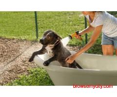 Dog Grooming In Jaipur