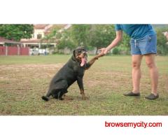 Dog Training In Lucknow