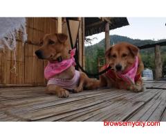 Dog Hostel In Lucknow