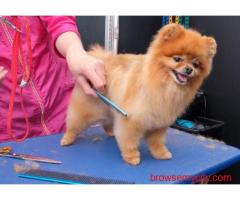 Dog Grooming In Lucknow