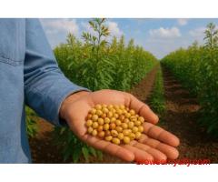Buy Superior Pigeon Seeds in Gujarat | WELCOME BIOTECH