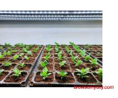 Buy Superior Pigeon Seeds in Gujarat | WELCOME BIOTECH