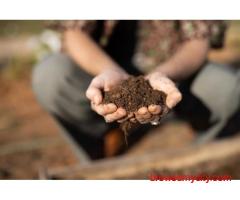Buy Superior Pigeon Seeds in Gujarat | WELCOME BIOTECH