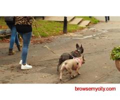 Dog Walking In Lucknow