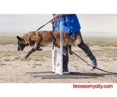 Dog Training In Amritsar