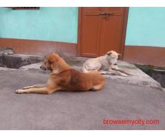 Dog Hostel In Amritsar