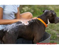 Dog Grooming In Amritsar