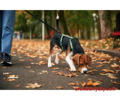 Dog Walking In Amritsar