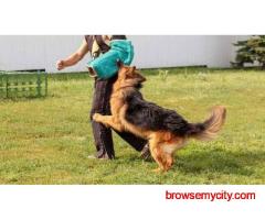 Dog Training In Chandigarh