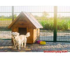 Dog Hostel In Chandigarh