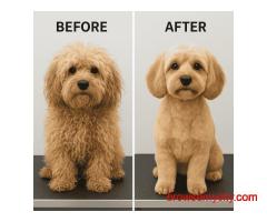 Dog Grooming In Chandigarh