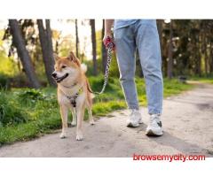 Dog Walking In Chandigarh