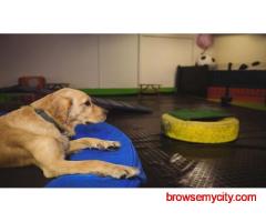 Dog Hostel In Patna