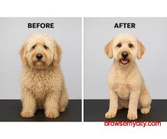 Dog Grooming In Patna