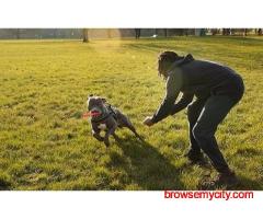 Dog Training In Surat