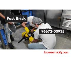 Remove Pests from your Home Office premises - PEST BRISK: Reliable Pest Control in Delhi & NCR