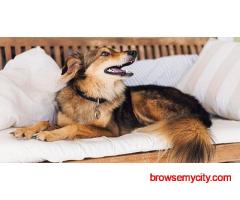 Dog Hostel In Surat