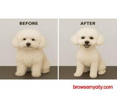 Dog Grooming In Surat