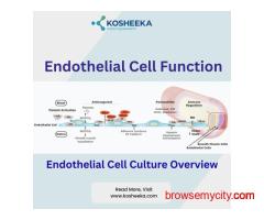 Endothelial Cells Functions- Key Aspects