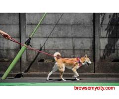 Dog Walking In Surat