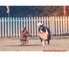 Dog Training In Kochi