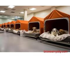 Dog Hostel In Kochi