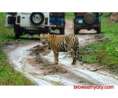 Book Jungle Safari in Jim Corbett – Explore the Wild by Zone!