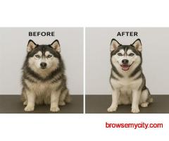Dog Grooming In Kochi