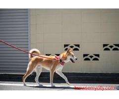 Dog Walking In Kochi