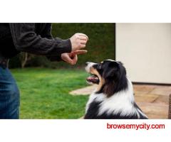 Dog Training In Agra