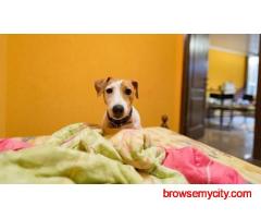 Dog Hostel In Agra