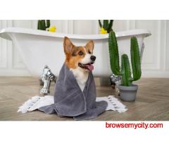 Dog Grooming In Agra