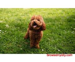 Best Place to Buy Poodle in Hyderabad