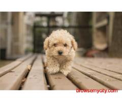 KCI Cavapoo Puppies Available for Sale in Hyderabad