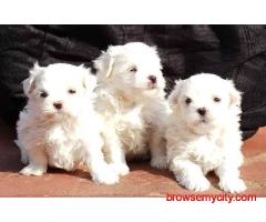 Best Place to Buy Maltese in Hyderabad