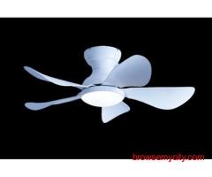 Best Price for Prinia Ceiling Fan