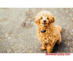 KCI Goldendoodle Puppies for Sale in Hyderabad