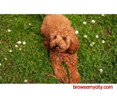 KCI Labradoodle Puppies for Sale in Hyderabad