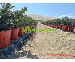 30L Round Pots Wholesale