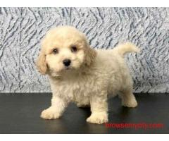Best Place to Buy Maltipoo in Hyderabad