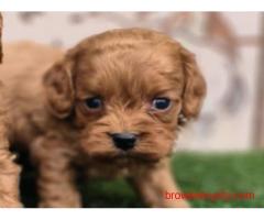 KCI Cockapoo Puppies for Sale in Hyderabad