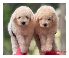 KCI Poodle Puppies for Sale in Bangalore