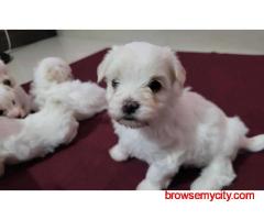 Best Place to Buy Maltese in Bangalore