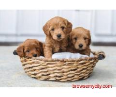 KCI Goldendoodle Puppies for Sale in Bangalore