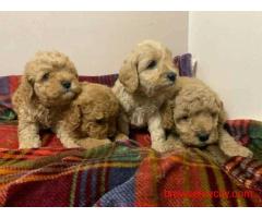 Best Place to Buy Cavapoo in Bangalore