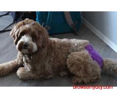 KCI Labradoodle Puppies for Sale in Bangalore