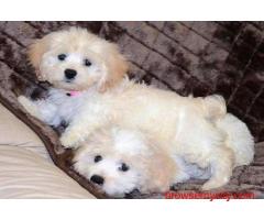 Best Place to Buy Cockapoo in Bangalore